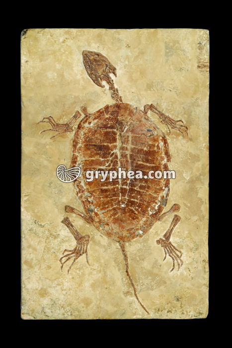 Tortue fossile (Manchurochydus, Crétacé, Chine) - gryphea.org